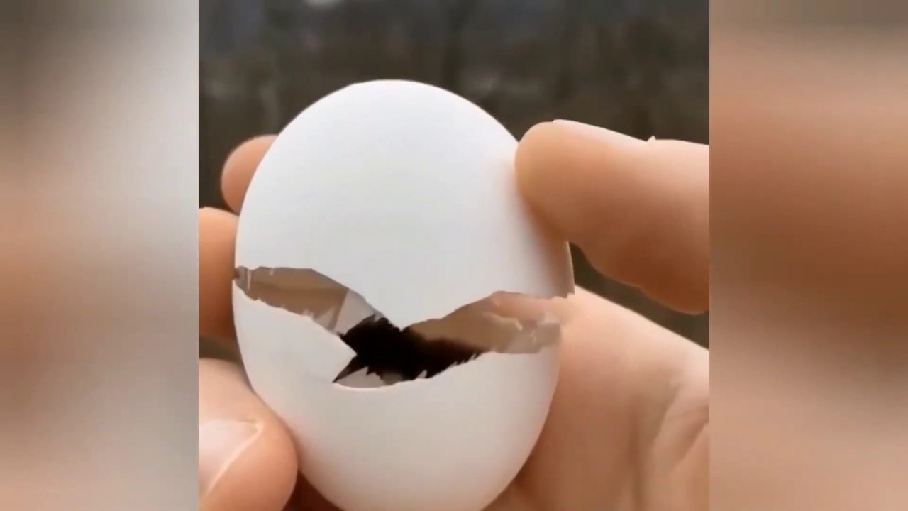 Cute animals ll Funny videos