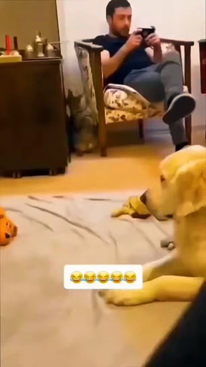 funny animals compilation#