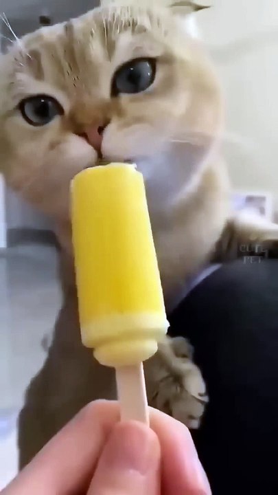 funny cute cat videos