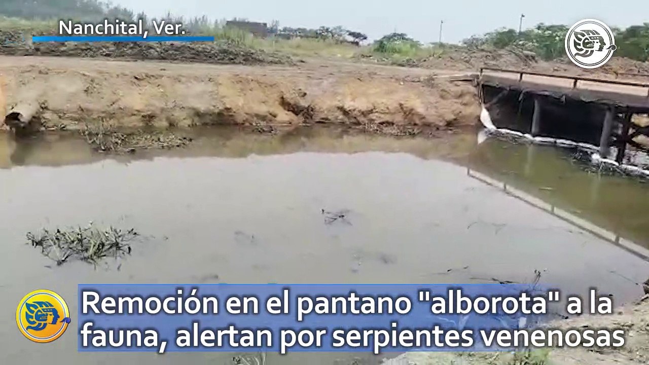 Remoción en el pantano "alborota" a la fauna, alertan por serpientes venenosas en canal Gopalapa