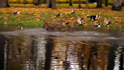 Ģimenes lietas - FORUM CINEMAS treileris