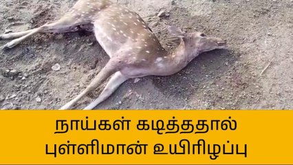 கள்ளக்குறிச்சி: நாய்கள் கடித்து புள்ளி மான் உயிரிழப்பு!