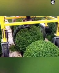 Tree Trimming Machine #shorts #viral #shortsvideo #video #innovationhub