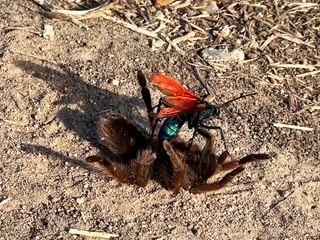 Tarantula Hawk Takes Down Tarantula