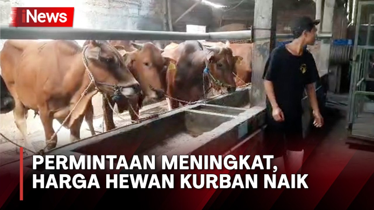 3 Pekan Jelang Hari Raya Idul Adha, Harga Hewan Kurban Mulai Naik
