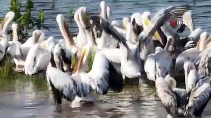 Binlerce kilometre uzaklıktan gelen Ak pelikanlar Afrika'nın tozundan Ulubat Gölü'nde arındı