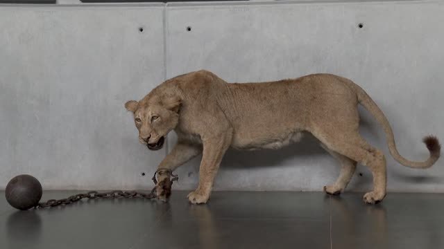 Una impactante exposición en Sudáfrica muestra el expolio de los humanos en la naturaleza