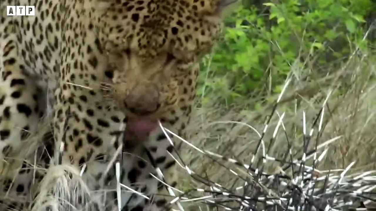 injured Leopard and Death after Attacked - Animal Videos   ATP Earth