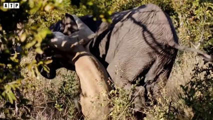 Lion Attack and Eat Elephant Alive - Animal Fighting   ATP Earth