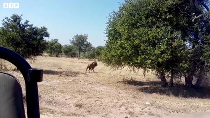 Lion Enjoy Impala - Animal Fight   ATP Earth