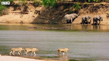 Lion Lost a Leg after Attack Crocodile   ATP Earth
