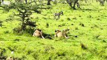 Mother Buffalo trying Save Her Baby - Watch What Happen Next In Nature   ATP Earth