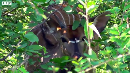 NOT EASY! Male Lion Tired To Take Down Kudu Underwater   ATP Earth
