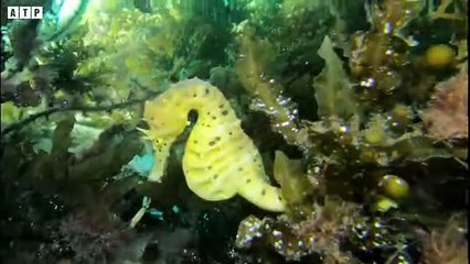 The Amazing Godfathers In The Animal World - Penguin in North Pole   ATP Earth