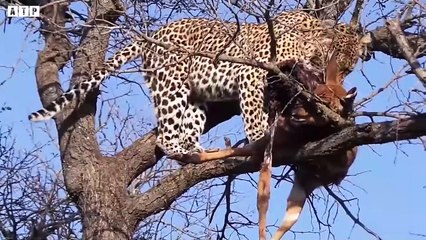 This is Why Leopard Honored as Most Skillful and Best Hunter   ATP Earth