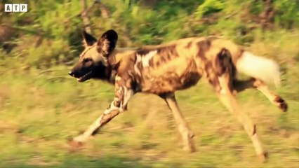 Trapped Between Wild Dogs and Crocodile - What Happen Next   ATP Earth