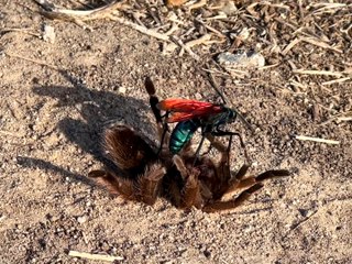 Tarantula Hawk Takes Down Tarantula