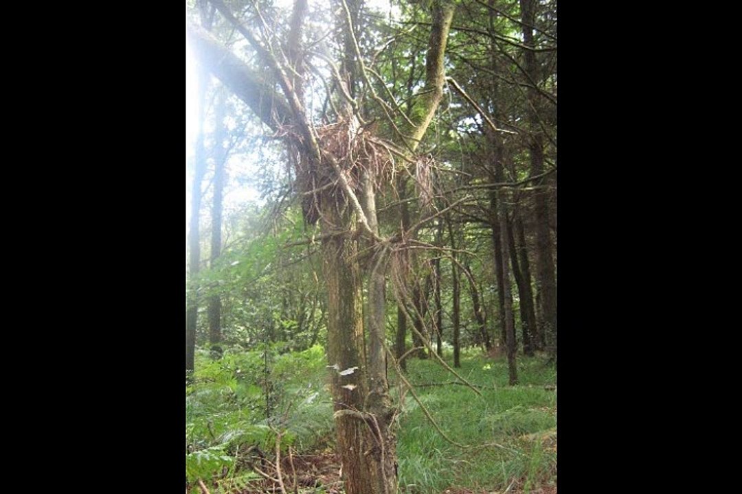 CERNUNNOS
