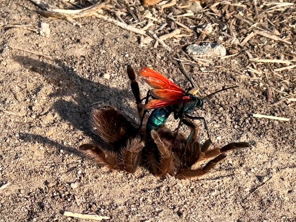 Tarantula Hawk Takes Down Tarantula