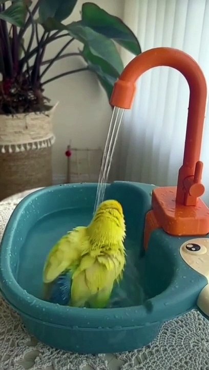 Aqua Avian Delight Watch a Small Parrot Take a Shower and Feed the Fish