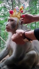 Unlikely Royalty A Playful Tourist Adorns a Monkey with a Crown