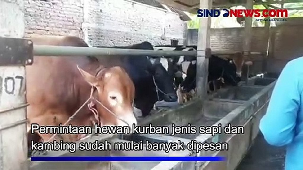 Jelang Hari Raya Idul Adha, Harga Hewan Kurban Mulai Naik Imbas Meningkatnya Permintaan