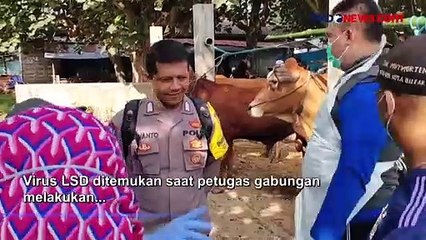 Jelang Hari Raya Idul Adha, Petugas Temukan Sapi Terjangkit LSD