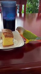 Feathered Delights Watch a Parrot's Love for Cake Unfold