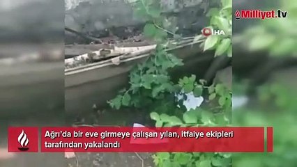 Ağrı’da bir eve girmeye çalışan yılan yakalandı