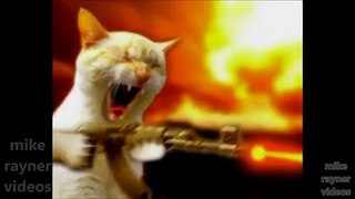 Best funny animals cats funny part 2