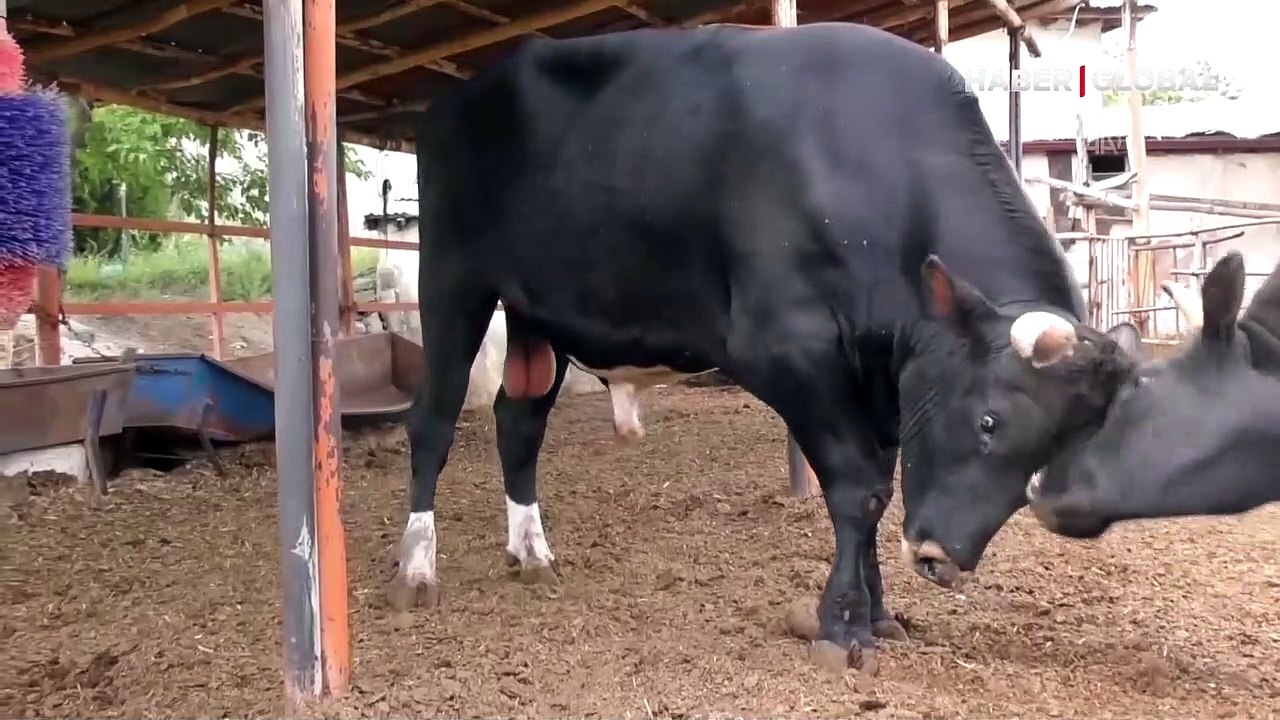 1.3 ton ağırlığında olan 30 aylık boğa 'toro' K...