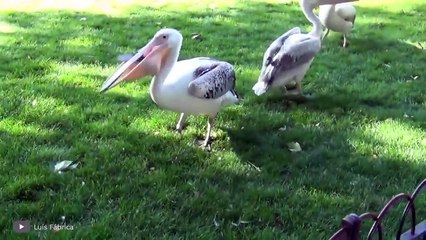 İnsanların Bu Hayvanlardan Farkı Kalmamış Kim Kimi Yerse