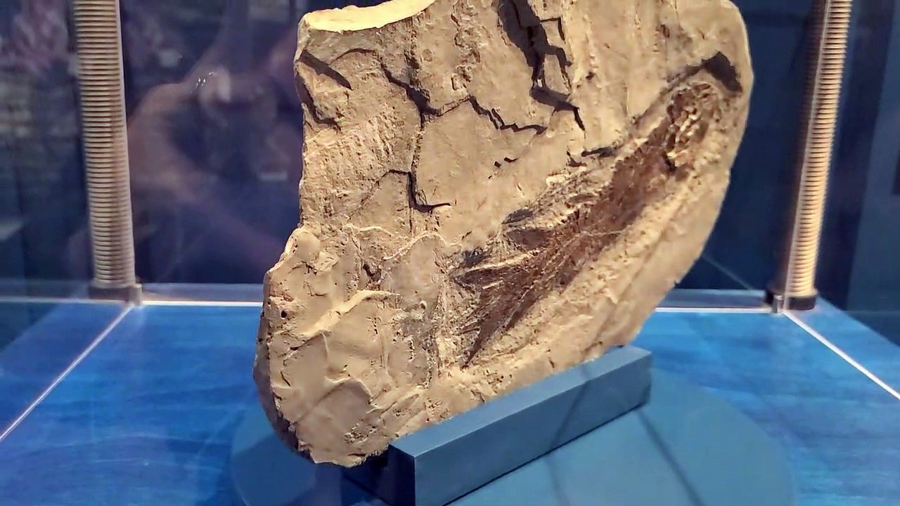 fossile