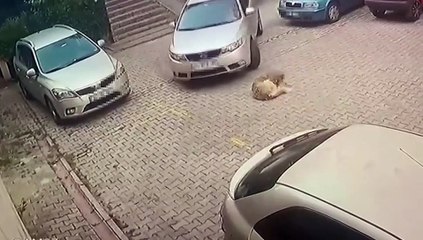 Göz göre göre ezdi, serbest bırakıldı