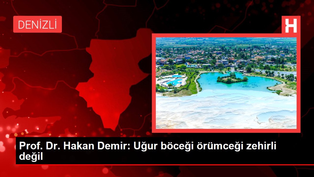 Prof. Dr. Hakan Demir: Uğur böceği örümceği zehirli değil