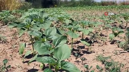 Yağışlar, gelişme dönemindeki ayçiçeğine ilaç oldu