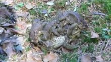 Frogs