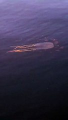 Vídeo mostra água-viva perigosa e rara em praias do Brasil passeando por Porto Belo