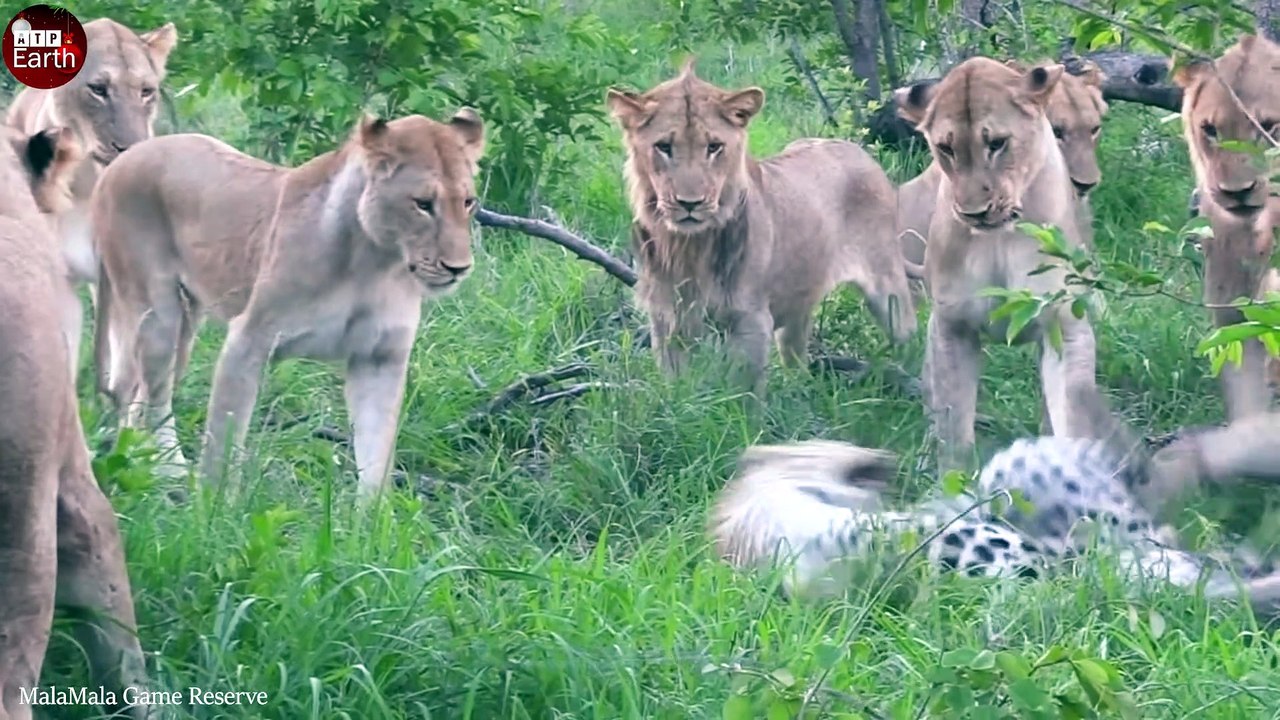 7 Lions Attack Alone Leopard