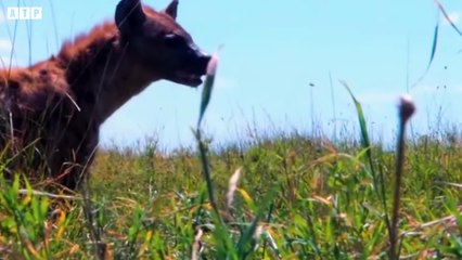 15 Lion Trying Kill Leopard - What Happen Next for Leopard   ATP Earth