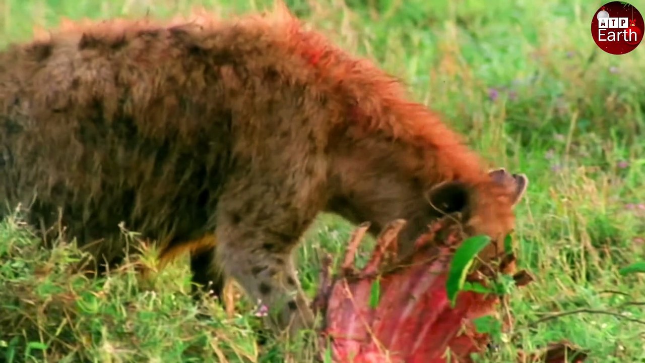 [close-up] Leopard Attack and Eat Hyena