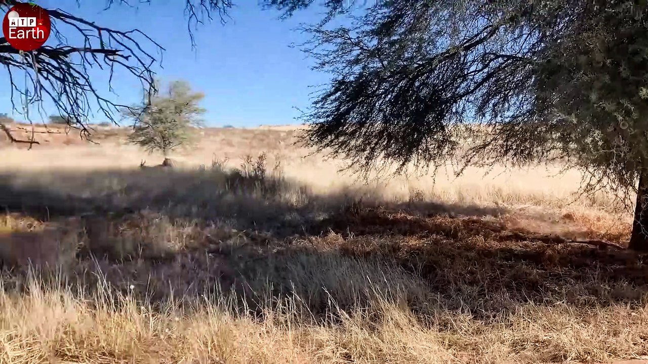 Aghast! Gazelle Fight Back to Save Her Baby - Animal Wild Life