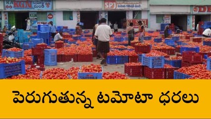 తంబళ్లపల్లె: టమాటా రైతుకు ఊరట... క్రమంగా పెరుగుతున్న ధర