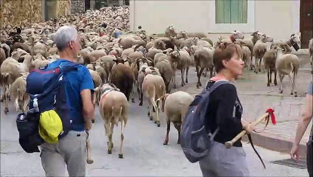 Saint-Mamert du Gard : passage de la transhumance