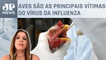 Quais os riscos da gripe aviária à saúde dos humanos? Infectologista responde