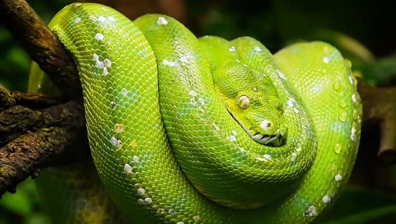 5 Biggest Snakes Ever Found On Earth