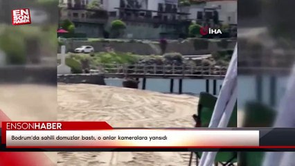 Bodrum'da sahili domuzlar bastı, o anlar kameralara yansıdı