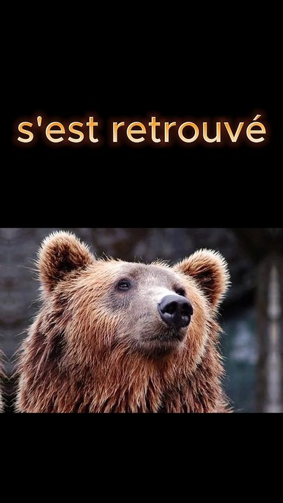 Ours piégé dans une voiture ! (Insolite)