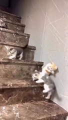 cat Cutest thing you'll see today