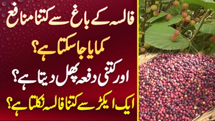 Falsa Ke Bag Se Kitna Profit Kamaya Ja Sakta Ha? 1 Acres Se Kitna Falsa Nikalta Ha?